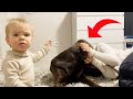 Baby reacts jealously as sister kisses his retriever