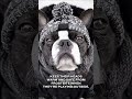 Wool Dog Beanies - Dog Winter Clothes - Knit Dog Beanie