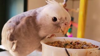 Pied Cockatiel Singing 3 hour natural cockatiel sound. Song to train cockatiel to sing