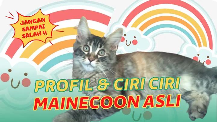 Watch the video about CIRI-CIRI KUCING MAINECOON ASLI