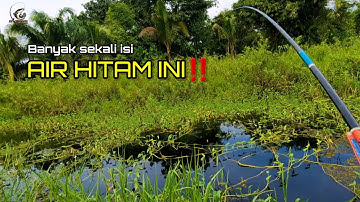 Mancing ikan betok/papuyu di rawa sungai air hitam kalimantan‼️