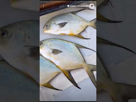 رحلة صيد بطريقه الحظره بتاريخ   