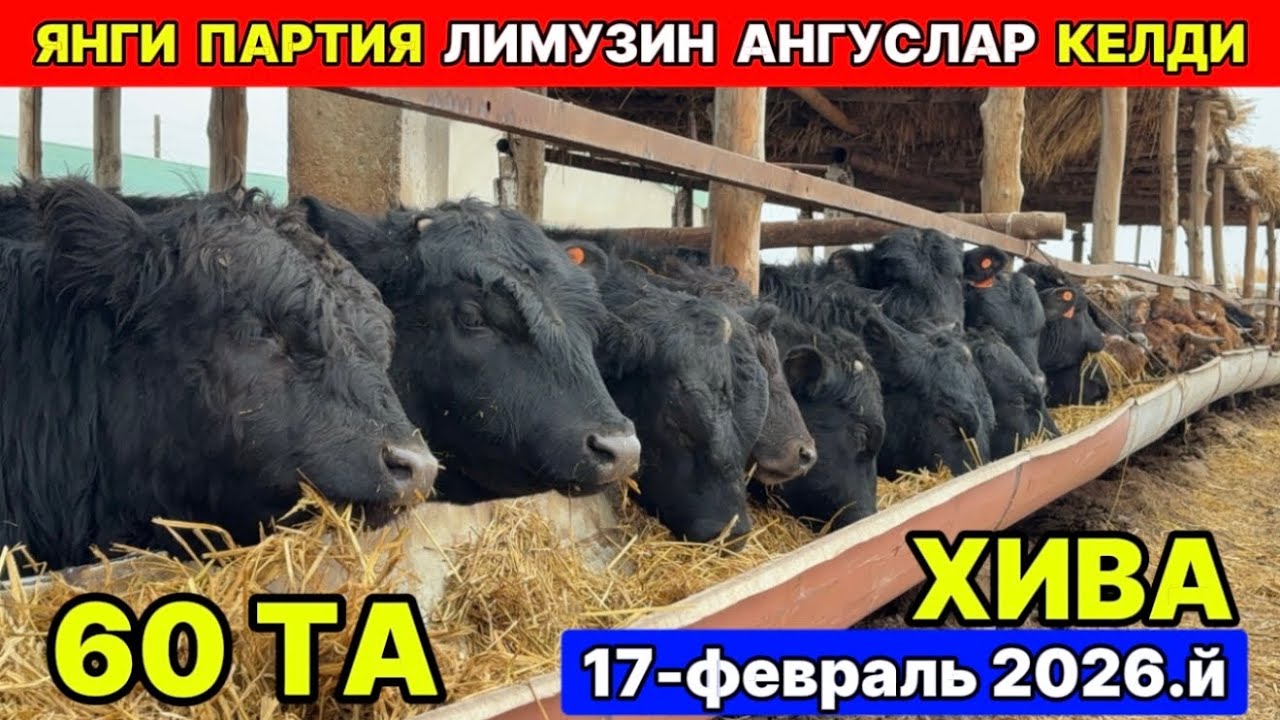 ЯНГИ ПАРТИЯ ЗОТДОР МОЛЛАР КЕЛДИ ХИВА Прнахос 17-февраль 2026 г.
