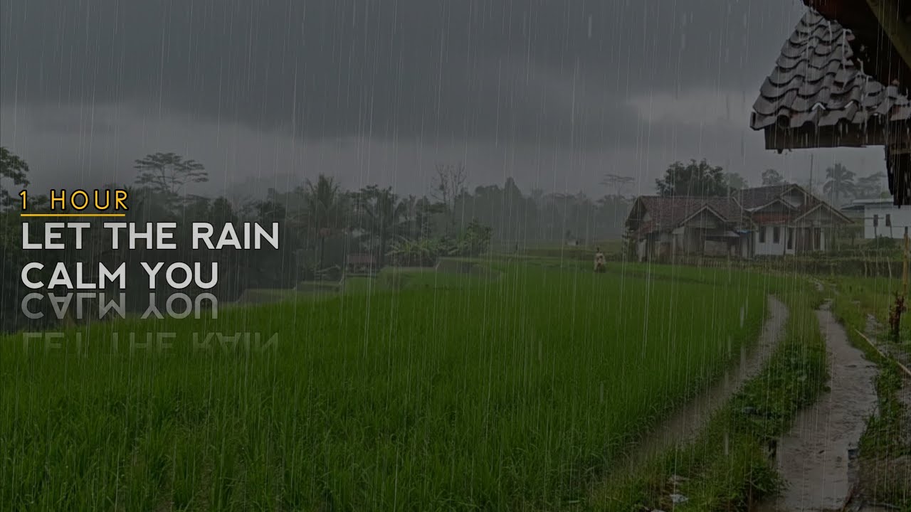 Чистые звуки дождя на рисовых полях 🌙 | ASMR для сна и расслабления