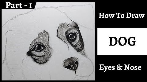 How To Draw Realistic Dog Part-1 Eyes & Nose Tutorial