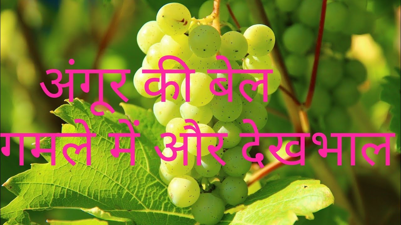 How to grow and care grapes🍇 vine in container // Best summer vine