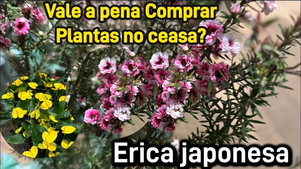 Vale a pena Comprar Plantas no Ceasa?