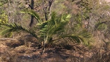Amazingly Intelligent Monkeys Save Rodent Mouse From Snake Hunting _ Prey Escape_HD