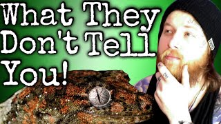 What You NEED To Know BEFORE Getting A Chahoua Gecko