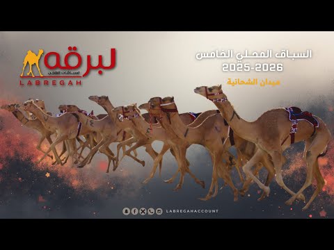 ش2 تلواح لـ عبدالهادي خليل منصور الشهواني المحلي الخامس 22 11 2025ص جذاع قعدان إنتاج 9 22 75