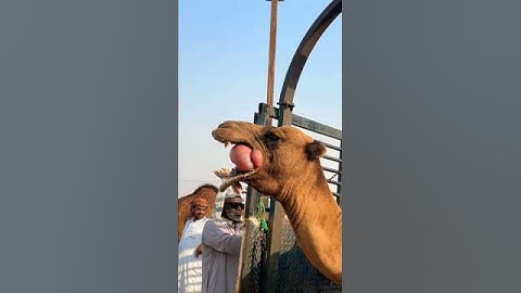 A scene of camel loading from Chain kuppi | #shorts #loading #camel #akfunn