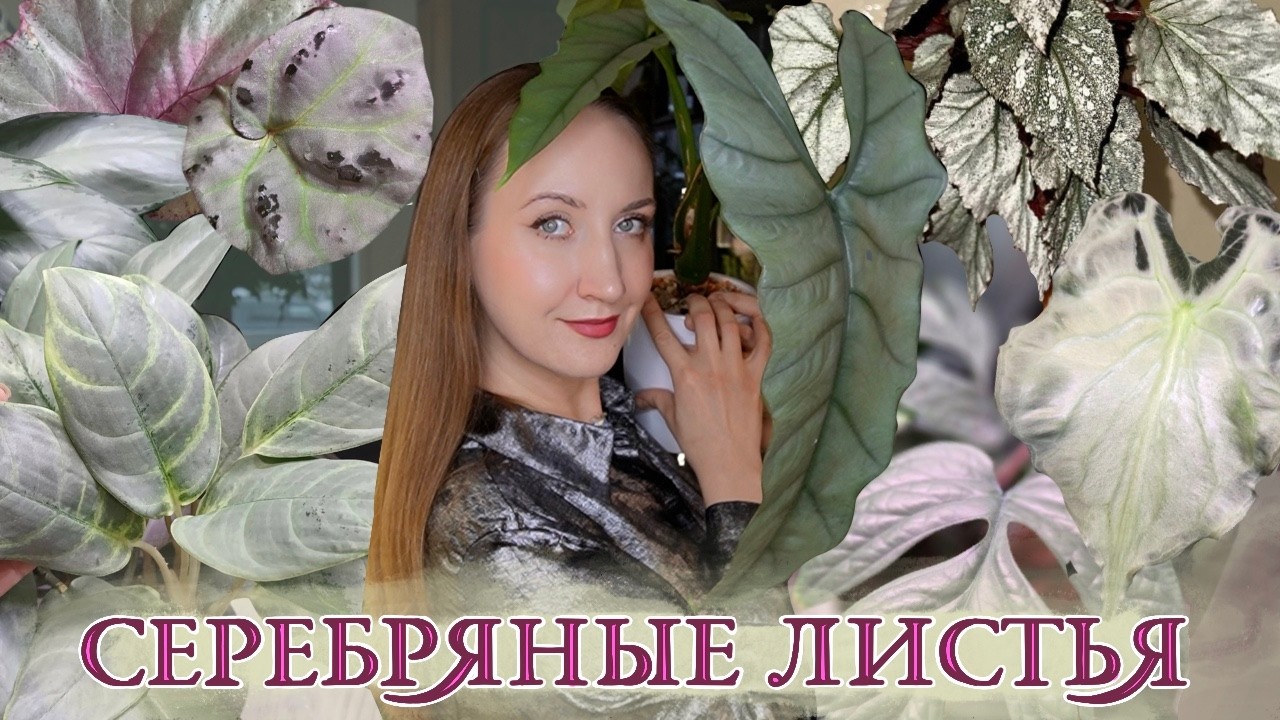 Самые Серебряные Листья: Ваши и Мои Растения