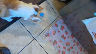Corgi Easter egg hunt 🔍🐣 Happy Easter 
