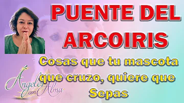 ¿Qué hacen los perros en el Puente del Arco Iris?