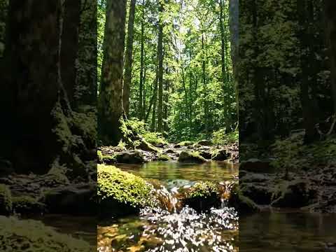 nature image