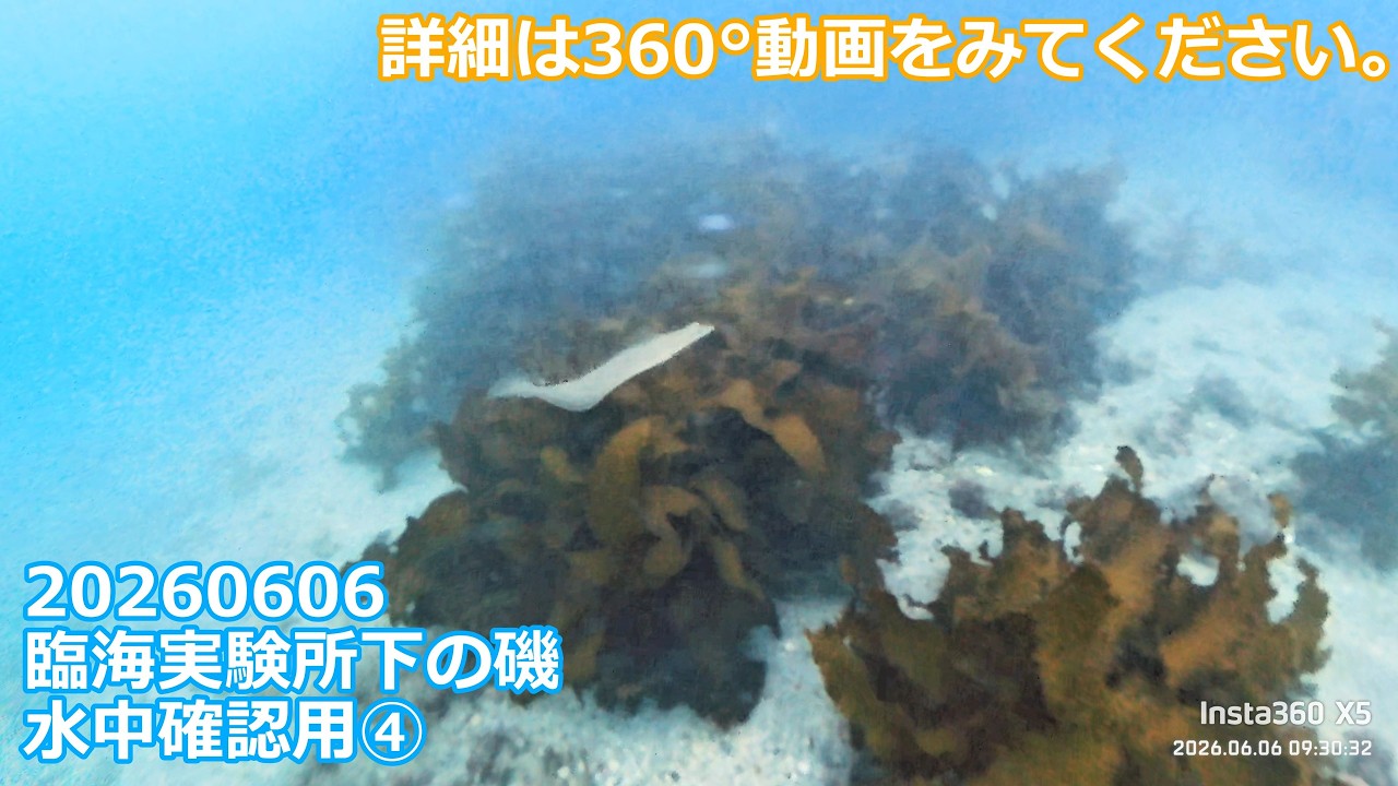 20260606臨海実験所下の磯水中確認用④(08:51:18～10:17:07)チャプター 