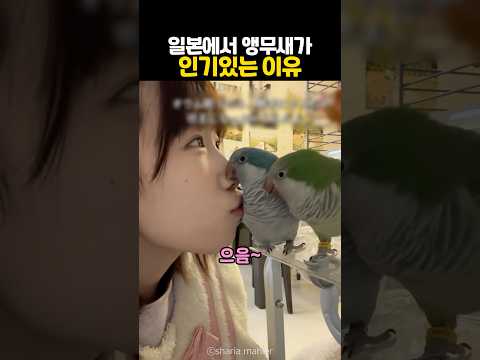 일본에서 앵무새가 <strong>인기있는</strong> 이유