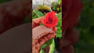 dark orange rose in my garden#roseplant#blooming#orangerose#mygardenrose#flowerplant#gulabphool#rose dark orange rose in my garden#roseplant#blooming#orangerose#mygardenrose#flowerplant#gulabphool#rose