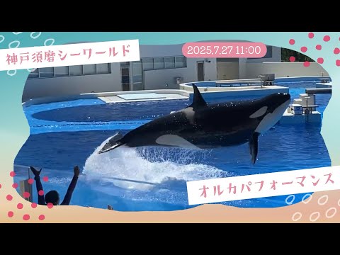 須磨シーワールド　オルカ 神戸須磨シーワールド オルカパフォーマンス 2025.7.27 11:00