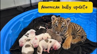 American bully update  ( pick the bestest pup in the litter ) ￼
