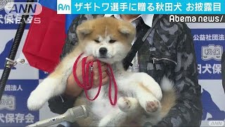ザギトワ選手に贈られる秋田犬「MASARU」お披露目(18/05/03)