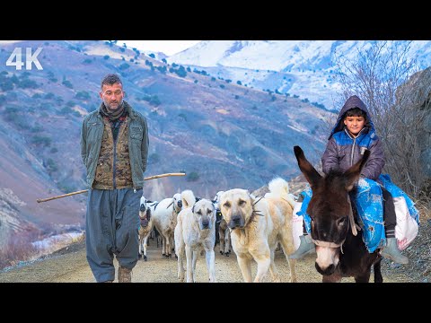 Kış ve Çobanlık-Beyaz Dağlara Yolculuk| Belgesel-4K