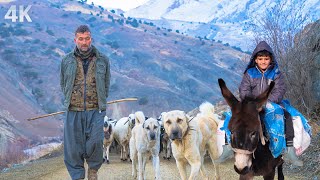 Winter and Shepherding-Journey to the White Mountains| Documentary-4K