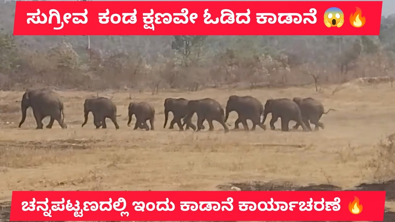 ಚನ್ನಪಟ್ಟಣದಲ್ಲಿ ಇಂದು ಕಾಡಾನೆ  ಕಾರ್ಯಾಚರಣೆ 🔥  LIVE OPERATION ಯಾವ ಆನೆ TARGET 🎯