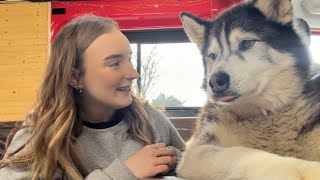 Giant husky tells his little sister off