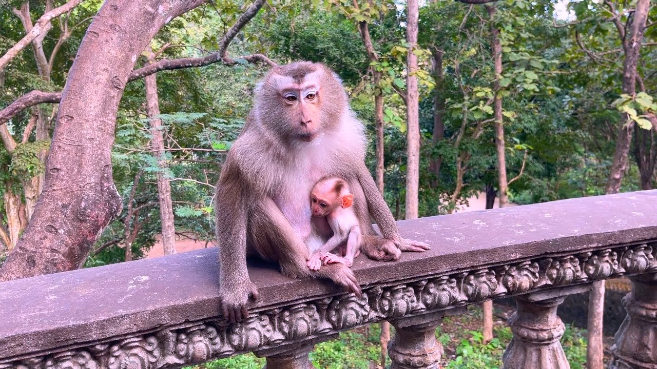 Monkey Pinka & her baby monkey