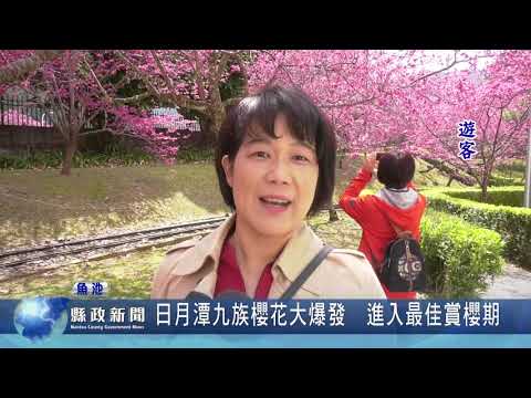 日月潭九族櫻花大爆發  進入最佳賞櫻期｜南投縣政新聞 20210222