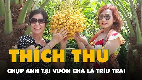 Du khách thích thú chụp ảnh tại vườn chà là trĩu trái ở Đồng Tháp