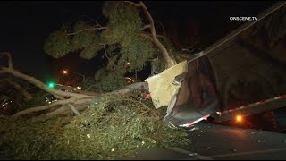 Massive Eucalyptus Tree Lands on Semi | Upland