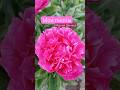 Подробнее о моих пиона смотрите на канале @моднаядачница Буду вас ждать! 🌺🌸 #цветы #цветоводство