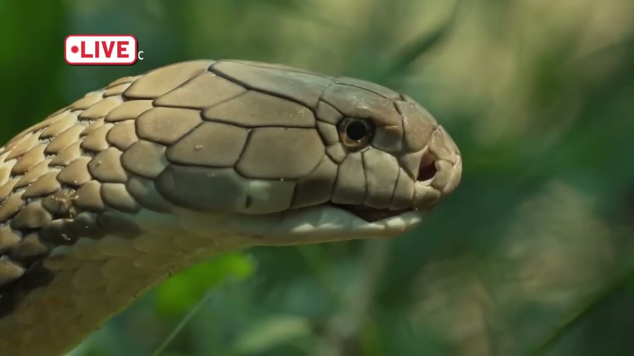 king cobra vs rat-snake| king cobra eating rat-sanke 