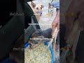 ම ත ම ක ත ක ව න හ ඉත න Nature Natureandniko Puppies Dogs Bekind Kindness Straydog 