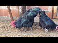 Beutiful chichken black australorp