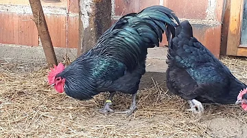 Kde jsou původní Austrálci?