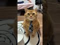 猫ティCATTEAがライブ配信中!