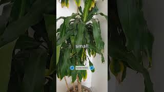🛑 Stop Putting Plants in Empty Corners! 🌿 #lowlightplants #beginnerplants #apartmentgardening