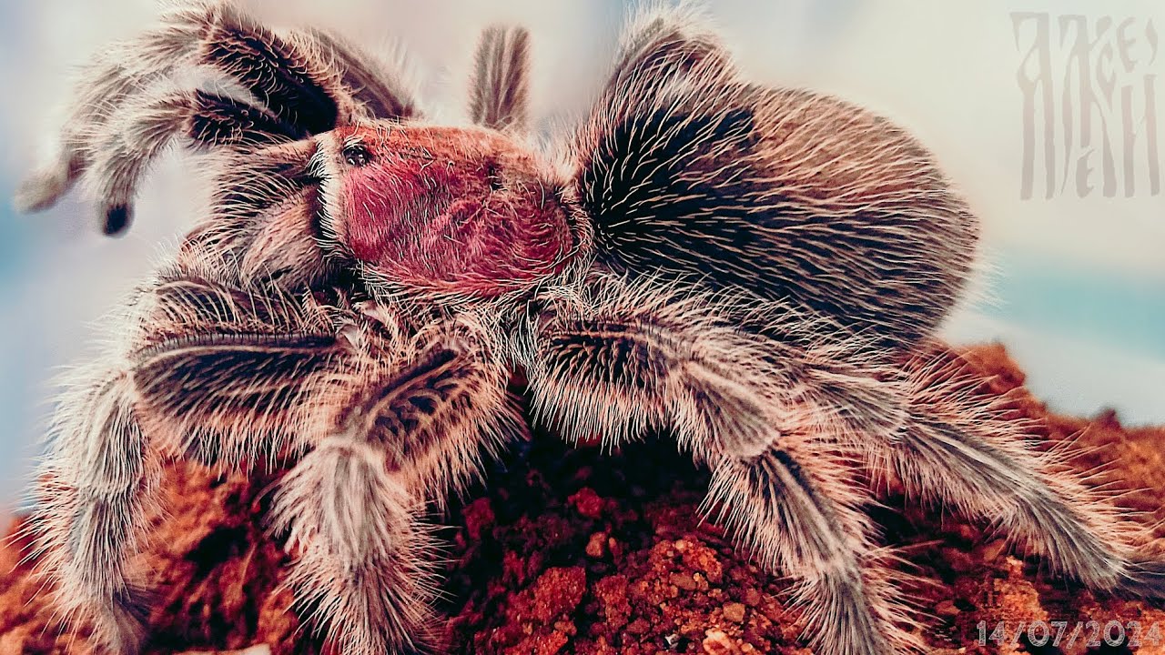 @aesp23 🕷️Tarantula eating, tarantula comiendo. G.Rosea (Porteri)🕷️ ...