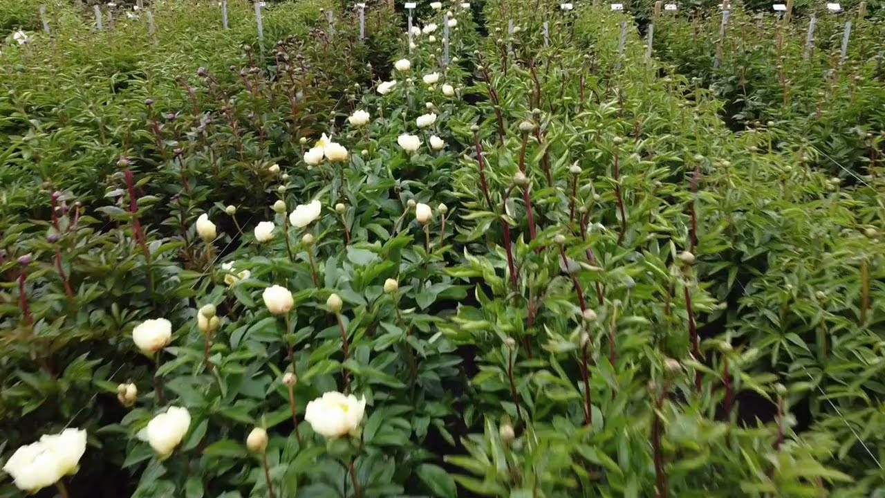 Green Works brings the Peony Trial Garden to you