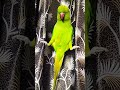 Dekho Chulbul Ka Favorite Standing Style! 🦜 Aise Kaun Khada Hota Hai? 😄#shorts#parrot#talkingparrot