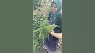 HEPPY ASMARA Sewates Kerjo