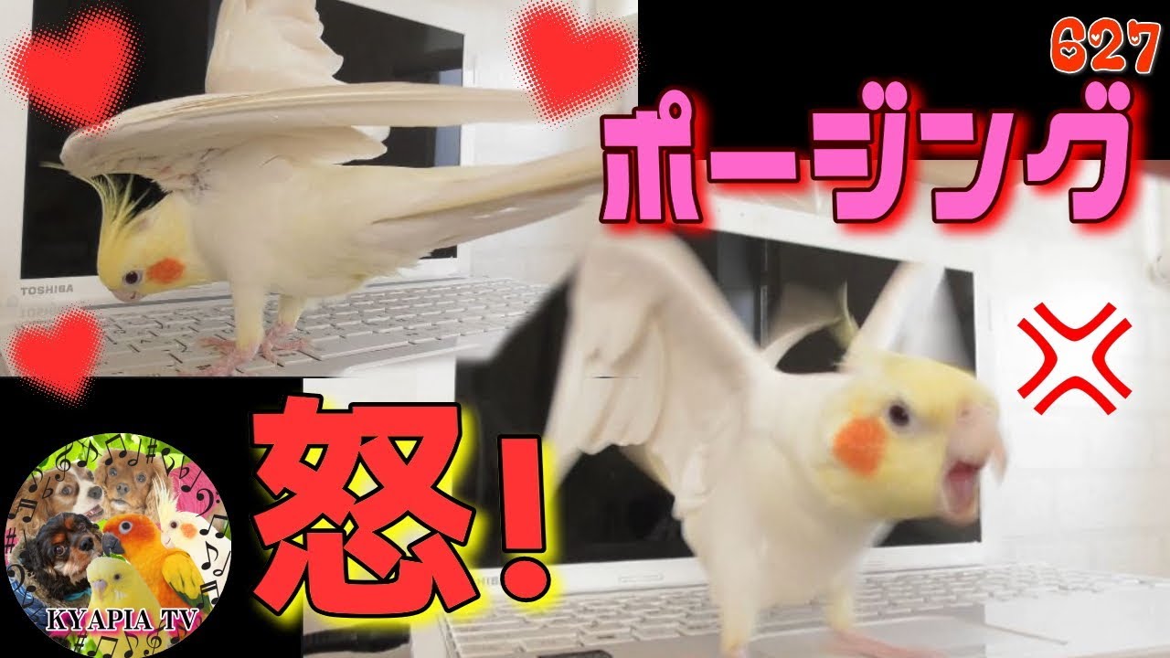 オカメインコの喜怒哀楽が激しすぎる627 Cute & Funny Cockatie - YouTube