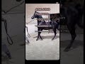#konie #equestrian #piosenki