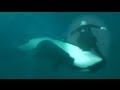 Caught on Tape: Whale Almost Kills Sea World Trainer, Holds Him Under Water