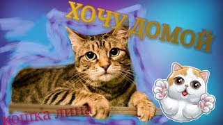 КОШКА ЛИНА В НАДЕЖДЕ ОБРЕСТИ НОВЫЙ ДОМ! СПб и обл! КОШКА ЛИНА В НАДЕЖДЕ ОБРЕСТИ НОВЫЙ ДОМ! СПб и обл!