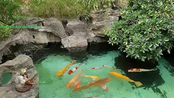 Hồ cá koi nhà thờ - Thiết kế thi công hồ cá koi đẹp độc đáo