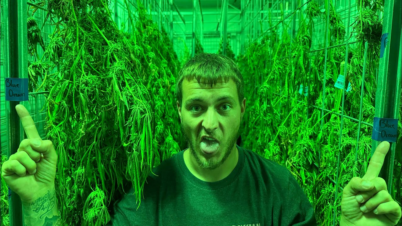 Урожай Blue Dream в 2025 году!?!? + Визит Symbiotic Genetics…